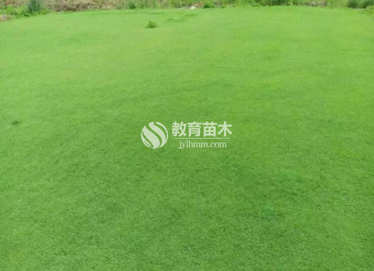 中華結縷草草坪007