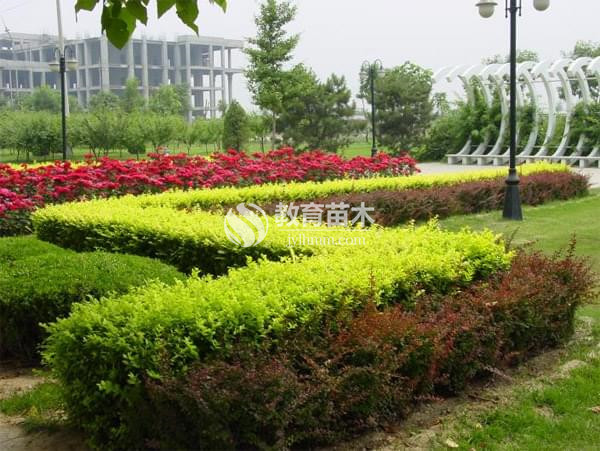 重慶市政綠化|市政綠化
